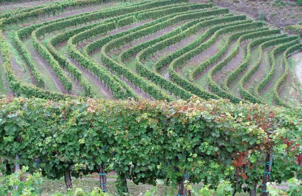 Vinogradniki so imeli letošnje poletje v vinogradu obilo dela 