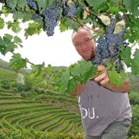 Zdravi grozdi caberneta v novem vinogradu Benčinovih na Erzelju še vlivajo optimizem, več težav je pri belih sortah