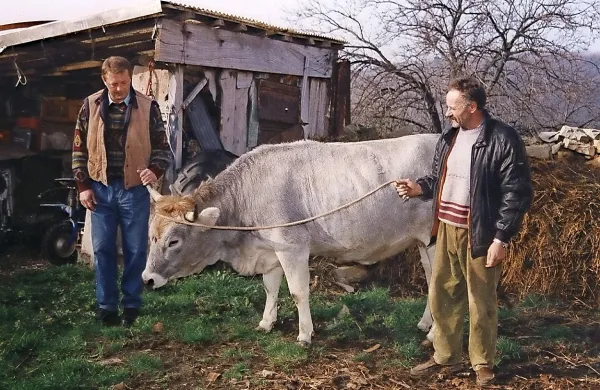 V slovenski Istri  je bila v devetdesetih letih zadnja krava Bjonda iz hleva Viktorja Ambrožiča iz Puč