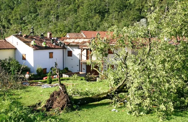 V močnem neurju v Mahničih je izruvalo tudi mogočno jablano