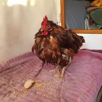 Petelin si je ustvaril družino