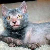 V zadnjih letih je na “mačjem trgu” absolutni hit lykoi mačka, ki zaradi svoje razmršene, redke sive dlake po mnenju mnogih spominja na volkodlaka