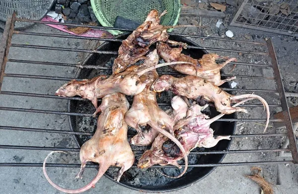 Podgane je moč pripraviti na žaru, v juhi, ocvrte ali pa zmlete v pašteto. Najbolj okusna so jetra in bedra.