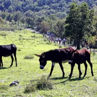 Park avtohtonih živali v Hrastovljah odpira vrata