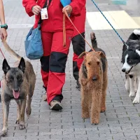 Za reševanje so primerni psi številnih pasem