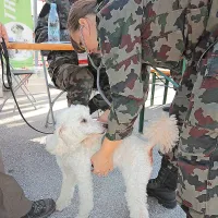 Poslu&scaron;ni re&scaron;evalci in iskalci