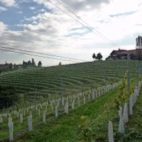 Jeruzalemske gorice, kjer mlade trte zaščitijo pred soncem 