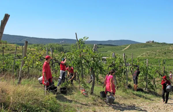 Na Vipavskem se trgatev končuje, v Goriških Brdih trgajo rdeče sorte