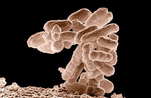  V muzeju Micropia želijo v novi luči prikazati drobcena bitja, ki tvorijo dve tretjini vse žive snovi in so ključnega pomena za prihodnost našega planeta