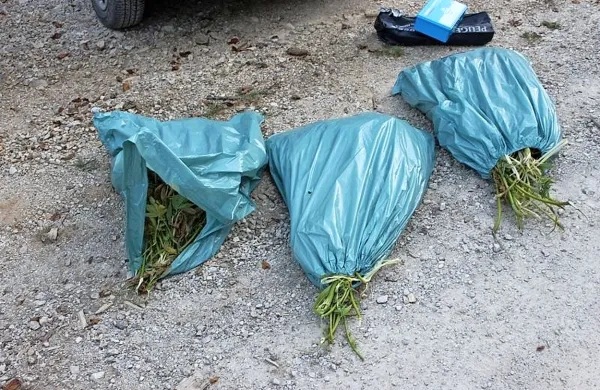  Med pregledom vozila 29-letnega voznika so odkrili tri vreče, v katerih je bilo 142 sadik konoplje