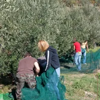 Obiranje oljk je letos zgodnejše, v oljčnikih bodo obiralci v kratkih rokavih