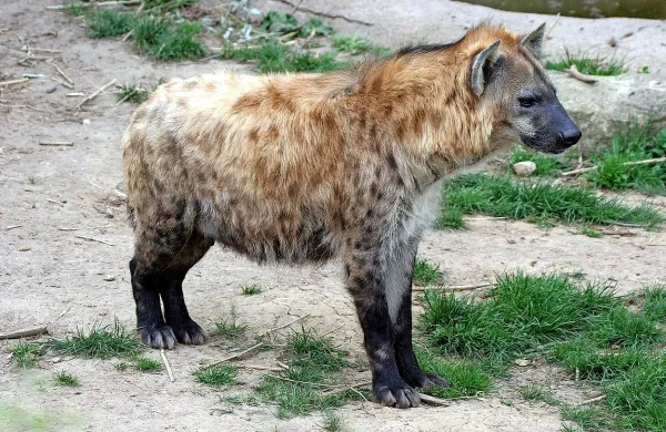 Poskus parjenja  propadel, ko so gotovili, da gre za dva  samca