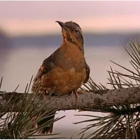 Laura Palmer je držala obljubo