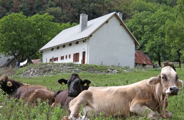 Proti Pologu s planino in možnostjo nakupa sira bodo cesto uredili in morda asfaltirali