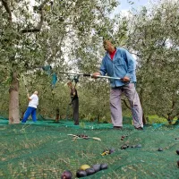 Obiranje oljk terja izkušene sodelavce