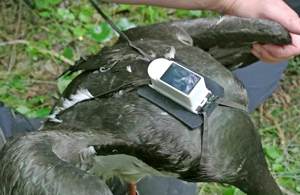 Frančku so  namestili GPS oddajnik
