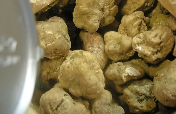 Tartufi