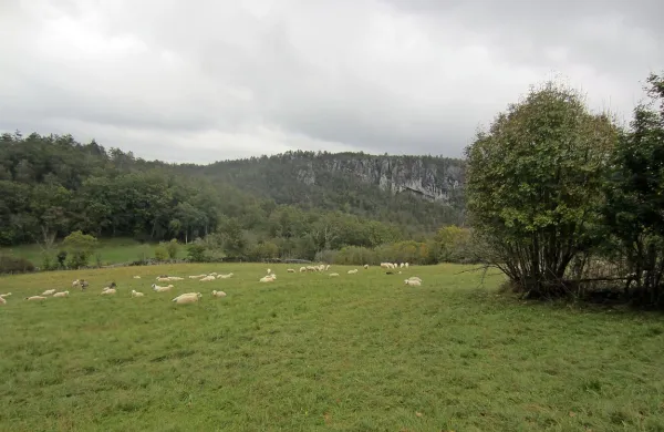 Območje udornice Sokolak (v ozadju fotografije) je eno tistih v Parku Škocjanske jame, kjer izvajajo najstrožje varstvo, zato se bo uprava z lastniki tamkajšnjih zasebnih parcel dogovorila  ali za odkup ali za pogodbeno varstvo
