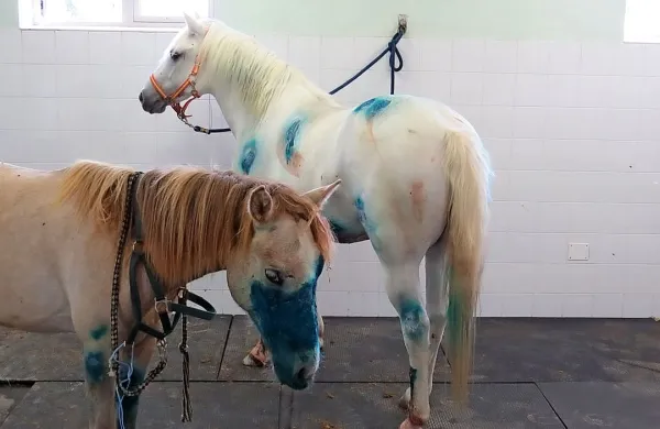 Kobili Rižana in Cabidoule sta bili dva meseca in pol na zdravljenju na veterinarski  kliniki