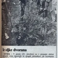 Ob osnovni šoli v Luciji so pred 23 leti  zasadili oljko, ob kateri je kasneje zrasla športna dvorana 