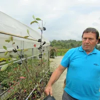Ivan Slokar  za zdaj s ponudbo aronije lahko ustreže le vrtičkarjem, sredi novembra pa pričakuje iz Poljske večjo pošiljko sadik     