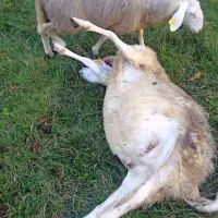 Od  30 ovac jih je rejcu Mitji Boštjančiču ostalo samo še pet