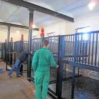 V jubilejnem hlevu so zdaj povečali bokse za konje, ohranili pa  kamnita krmilna korita in osnovno kovinsko konstrukcijo (podporni tramovi, nosilni stebri med boksi z rdečimi zaključki) ter osrednji tlak iz granitnih kock. Tlak v boksih so preplastili. 
