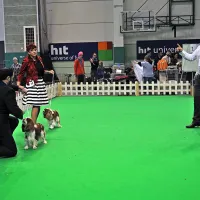 Površine Hitovega športnega centra v Šempetru so bile ponovno razstavišče psov iz vsega sveta
