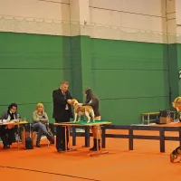 Mednarodna zasedba sodnikov je ocenjevala “popolnost” pasjih kosmatincev