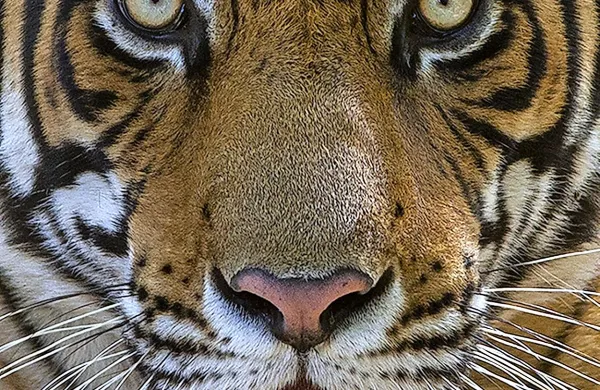 Na parkiri&scaron;ču opazili tigra
