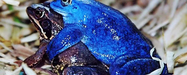 Samček plavčka (Rana arvalis) postane v času parjenja moder. Je ena naših najbolj ogroženih vrst dvoživk, ki se je v zadnjih desetih letih zaradi uničevanja naravnega okolja in onesnaževanja približala izumrtju. 