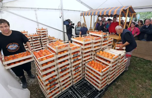Zlata jabolka na sto in en način