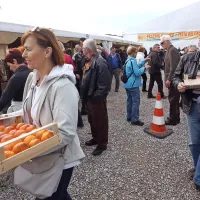 Zlata jabolka na sto in en način