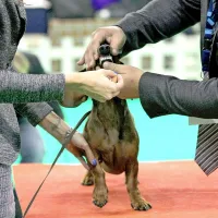 Forza Fido apri ...