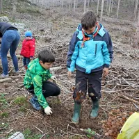 Petino sadik posadili na Postojnskem
