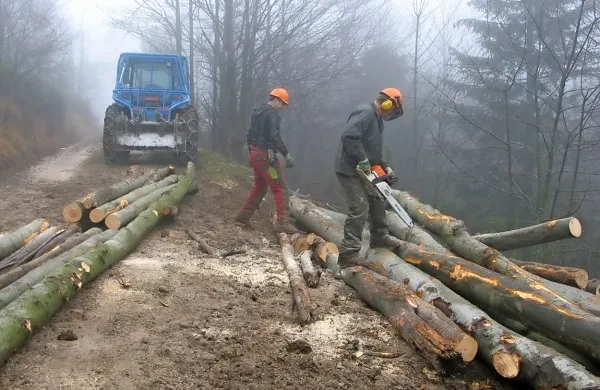 Odstranjevanje poškodovanih dreves je zahtevno in nevarno opravilo 