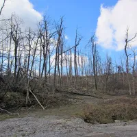 Tako žalostna so bila poškodovana drevesa, ko se je februarja stalil žled. Do danes so se mnoga obrasla, številne so posekali, na nedostopnih terenih pa bodo ostala v gozdu.