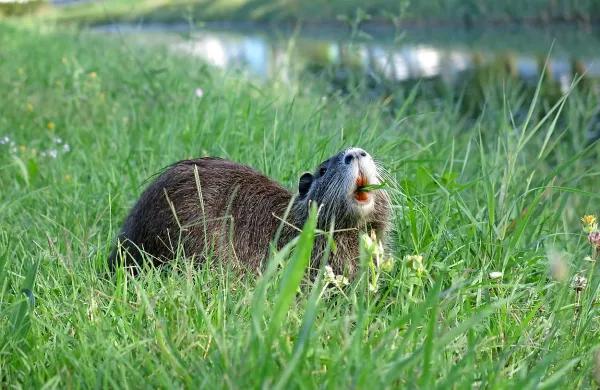 Nutrije so si koprsko Bonifiko prilastile za svoj življenjski prostor  