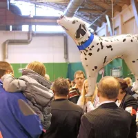 Vsem osebam, pri katerih so ugotovili ošpice ali pa je bil postavljen sum na ošpice, je skupno le to, da so obiskale mednarodno razstavo psov, ki je v Šempetru potekala 8. in 9. novembra