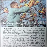 Tako smo poročali leta 1998... Letošnja letina kakijev je bila pičla.