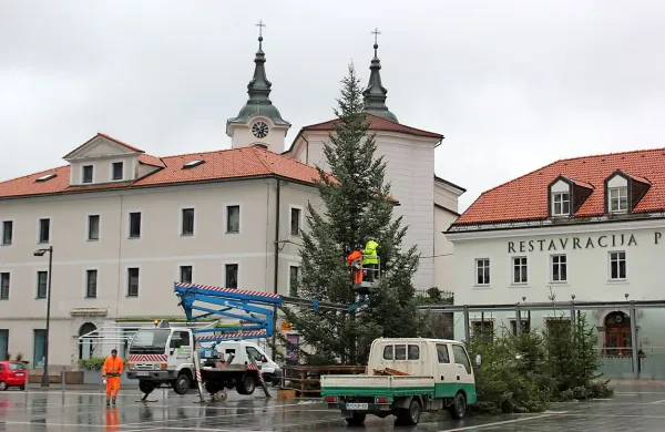 V Postojni so včeraj kljub dežju zaključevali z okraševanjem novoletne jelke na osrednjem trgu, ki jo je podarilo podjetje Gozdno gospodarstvo Postojna.