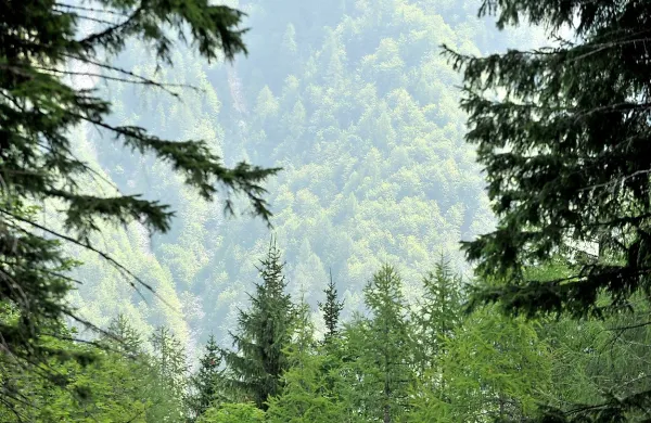 Omejitve ne veljajo le pri sekanju dreves, pač pa tudi pri nabiranju mahov.