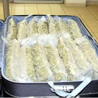 Hrvat je v kovčku tovoril dobrih 10 kilogramov konoplje.