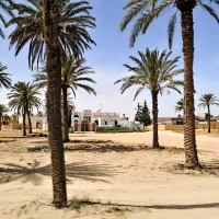Nasad datljevih palm  v Tuniziji