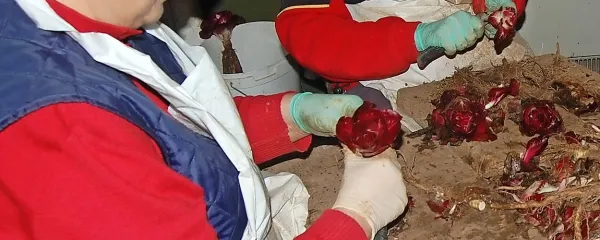 Marta Mučič-Figljeva (levo) in Sonja Piršič pri čiščenju radiča  