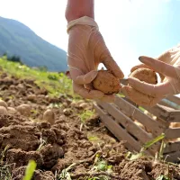 Za pomoč za kmetijah, ki so registrirane kot s.p., bodo morali ljudje  sklepati podjemne pogodbe. Z vrednotnicami bo mogoče opravljati osebno dopolnilno delo le pri fizičnih osebah.