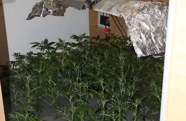 Pred tremi leti so policisti v hiši na Miljskih hribih zasegli 204 sadike konoplje, pred kratkim pa je zgodba dobila epilog tudi na vrhovnem sodišču.