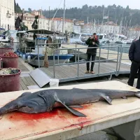 Morski pes orjak  živi v Jadranu in tudi v Istri pravijo, da ga opazijo skoraj vsako leto.