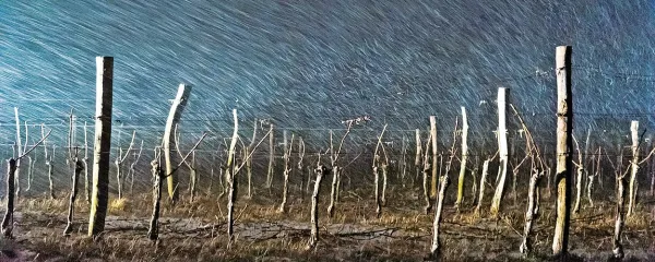 Fotografija tedna: sneg in burja v vinogradu