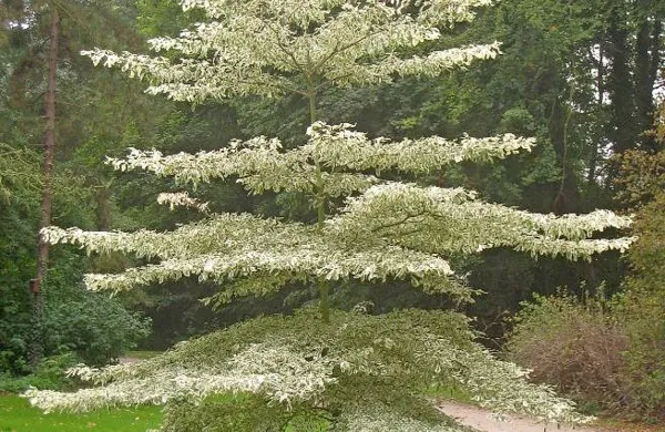 Cornus controversa variegata